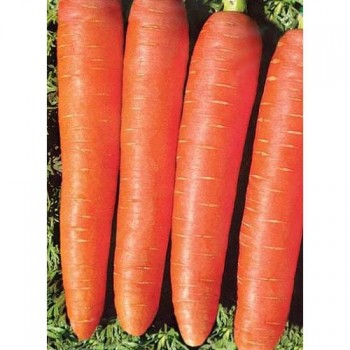 семена морковь Королева осени б/п 2гр/Аэлита/10000x20 К