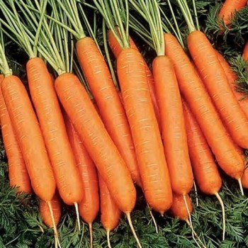 семена морковь Нантская 4 б/п 2гр/Аэлита/10000x20 К