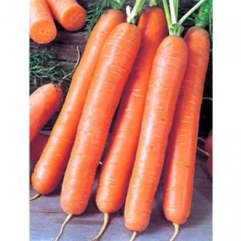 семена морковь Ройал форто б/п 2гр/Аэлита/1500x20 К