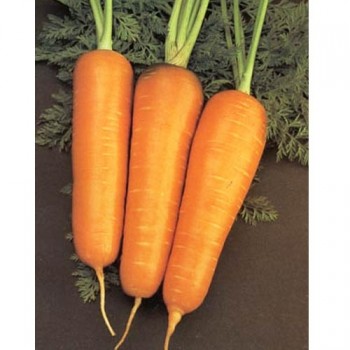 семена морковь Шантанэ 2461 б/п 2гр/Аэлита/10000x20 К