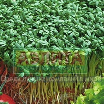 семена салат кресс Весенний б/п 1гр/Аэлита/10000x20 К