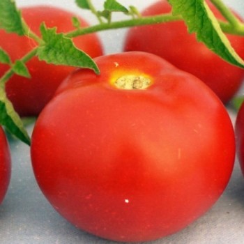 семена томат Агата б/п 0.2гр/Аэлита/10000x20 К