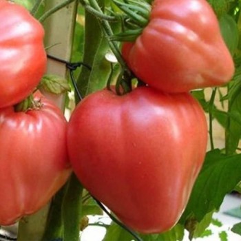 семена томат Бычье сердце б/п 0.1гр/Аэлита/10000x20 К