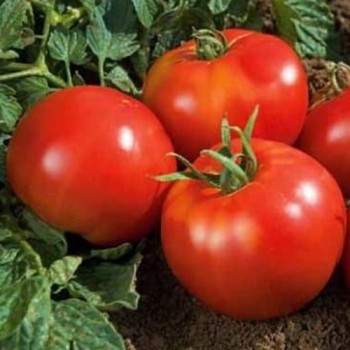 семена томат Джина ТСТ б/п 0.1гр/Аэлита/10000x20 К