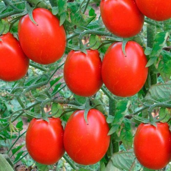 семена томат Новичок Лидер 0.2гр/Аэлита/10000x10 К